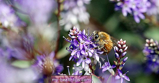 All About Bee Pollen allergia ellen