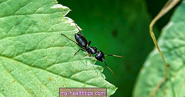 बढ़ई चींटियों आप काट सकते हैं?