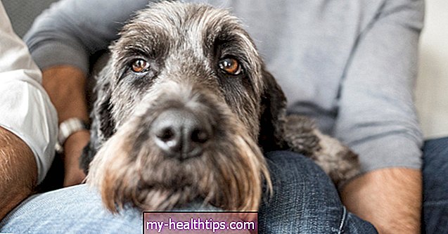 Vajon a kutyák megbetegedhetnek az emberektől?