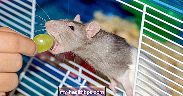 Prva pomoć ujeda štakora