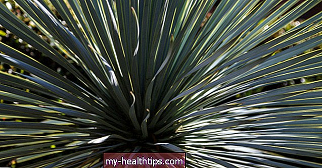 A Yucca egészségügyi előnyei