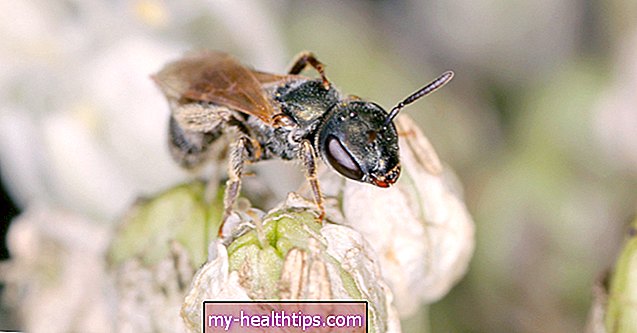 Mi a teendő, ha a verejtékező méhek csípnek