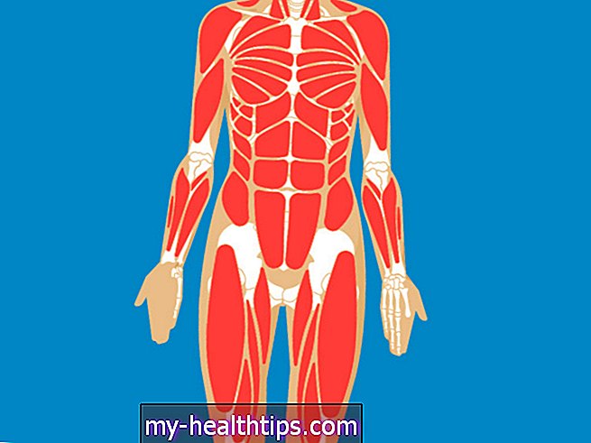Тело Человека - Малая скуловая мышца