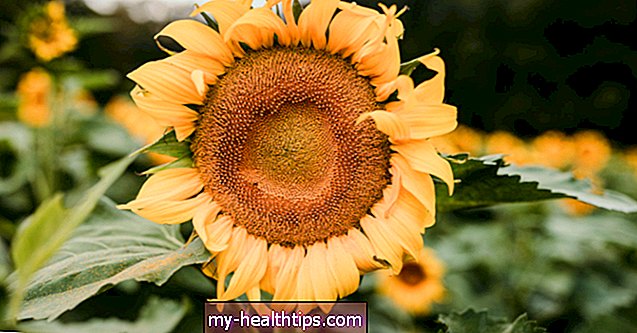 Полезни ли са слънчогледовите семена за отслабване?