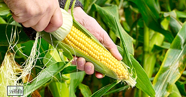 ГМО: Плюсове и минуси, подкрепени с доказателства