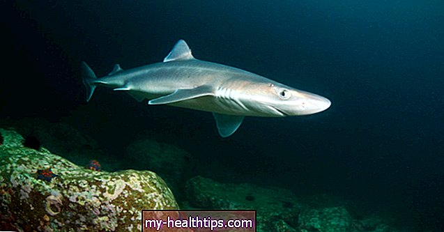 Масло от черен дроб на акула: предимства, употреба и странични ефекти